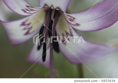 Katakuri Katakuri 6955634