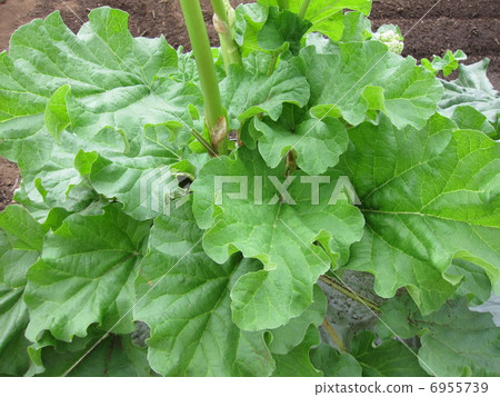 Maruha Rheum 6955739