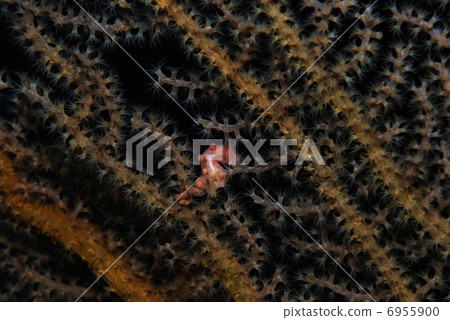 侏儒海水管 6955900