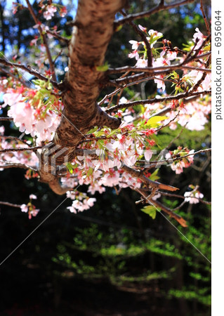 Cherry Blossoms	 6956044