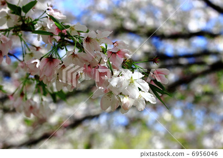 櫻桃樹 6956046