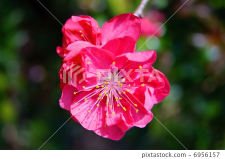 Hanamomo Flower language: Love's Noriko Prunus persica 6956157