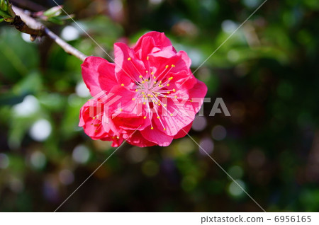 Hanamomo Flower language: Love's Noriko Prunus persica 6956165