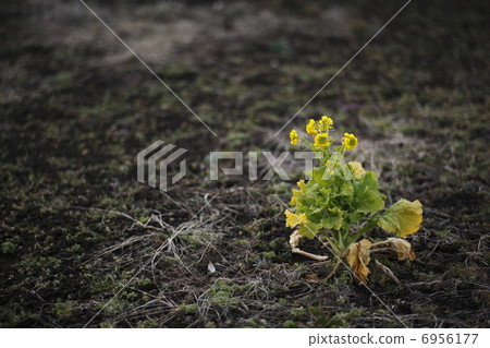Rape blossoms 6956177