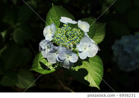 Hydrangea receiving light Hydrangea receiving light 6956231