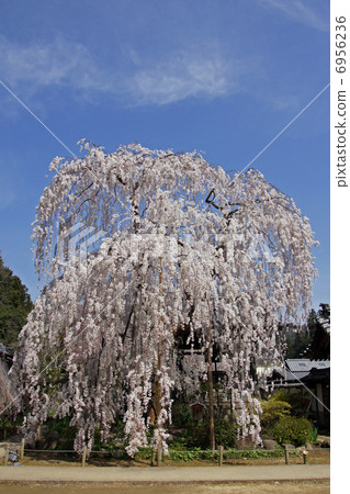 Oonoji，Koito母雞櫻桃樹 6956236