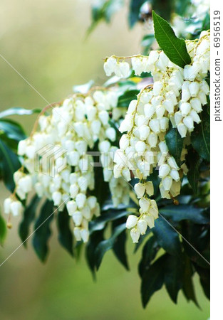 早春花·深綠色的葉子·花·垂直位置的純白色ashbi 6956519