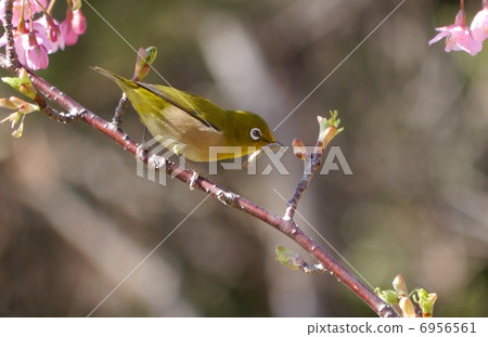 持有昆蟲的美杜莎 6956561