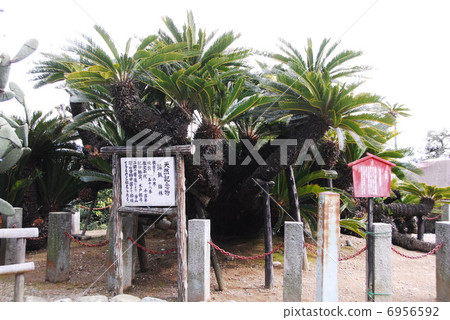 Natural monument solitary iron (Shizuoka city Shimizu-ku Lyuhua Temple) Natural monument solitary iron (Shizuoka city Shimizu-ku Lyuhua Temple) 6956592