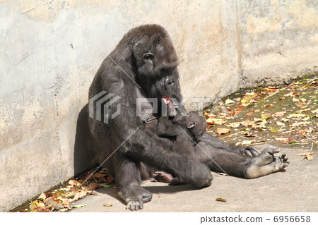 Baby in a nigrilra drinking boobs Baby in a nigrilra drinking boobs 6956658