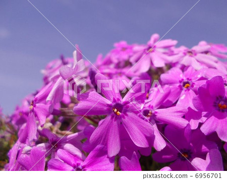 Shiba cherry blossoms image (10) 6956701