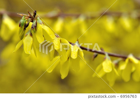 Forsythia 6956763