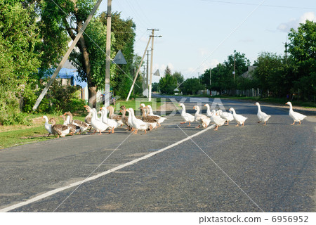 Flock of white and brown geese front of the paling Flock of white and brown geese front of the paling 6956952