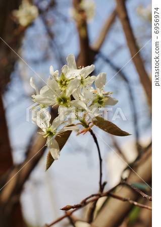 春天花 -  6月白花一朵花6月莓果 - 藍天后面垂直位置 6956974