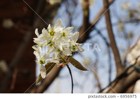 春天的花朵·六月漿果的白色白色花朵·藍色的天空背面側身位置 6956975