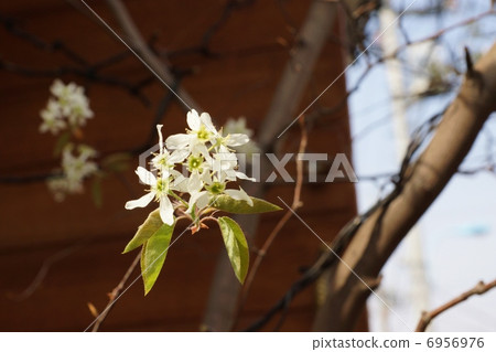 Spring flowers · June berry's pure white flowers up one · Red base back lateral position Spring flowers · June berry's pure white flowers up one · Red base back lateral position 6956976