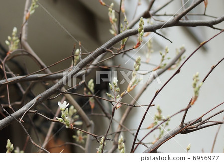 Spring flowers · Buds of June berries · Horizontal position 6956977