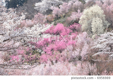 Hanamiyama 6956989