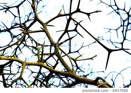 在冬天環境美化 - 小鏟的分支和側向位置在藍天的 在冬天環境美化 - 小鏟的分支和側向位置在藍天的 6957080