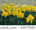 Narcissus 6957089