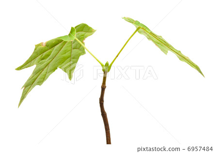Young maple shoot 6957484