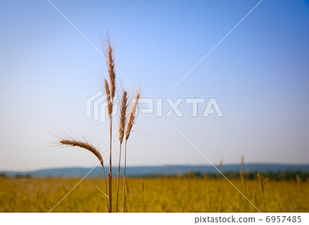 Cereal ears bundle over rural landscape 6957485