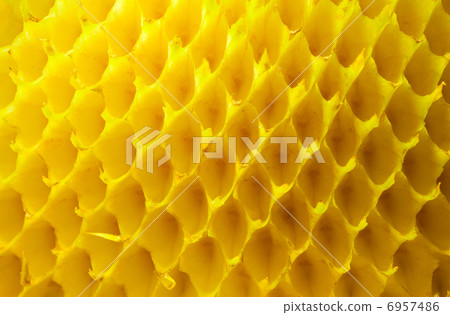 Empty sunflower cells Empty sunflower cells 6957486