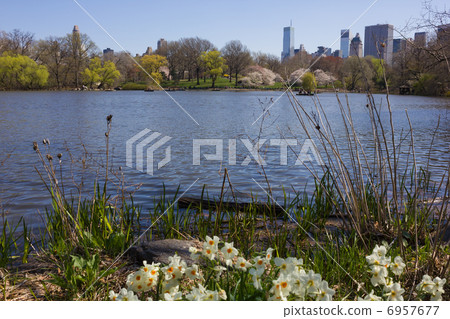 春天的紐約中央公園 6957677