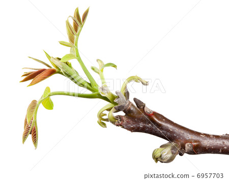 Spring spray of walnut tree Spring spray of walnut tree 6957703