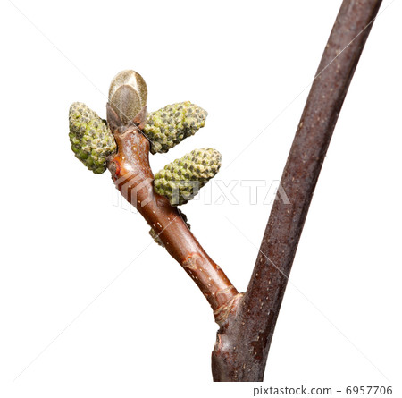 Walnut twig and buds Walnut twig and buds 6957706