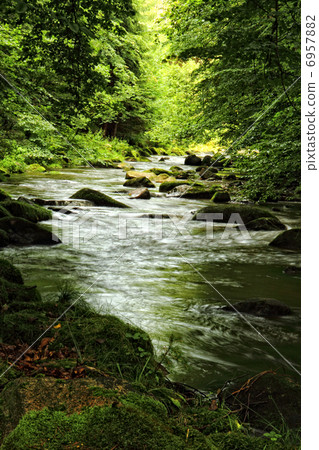 small river in the deep forest small river in the deep forest 6957882