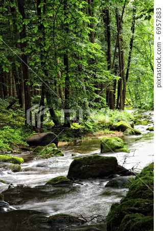 small river in the deep forest small river in the deep forest 6957883