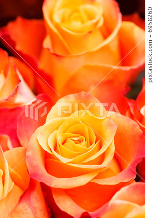 nice roses nice roses 6958260