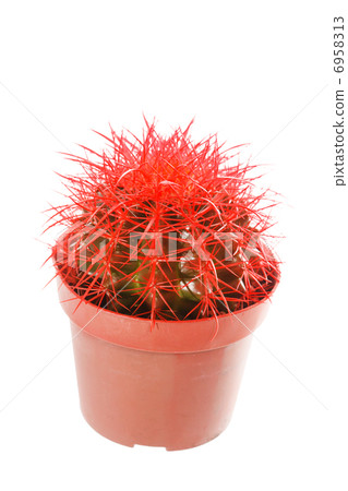 Cactus in a pot 6958313