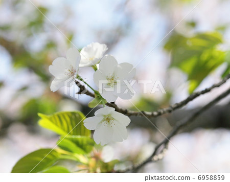 山中開花 6958859