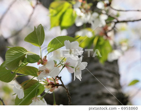 花，葉和莖 6958860