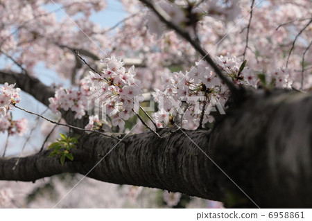 櫻桃莖側向延伸 6958861