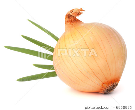 Onion bulb 6958955