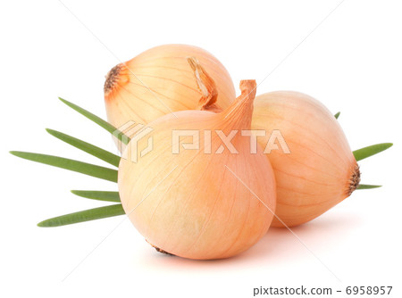 Onion vegetable 6958957