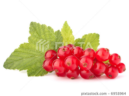 Red currants and green leaves still life Red currants and green leaves still life 6958964