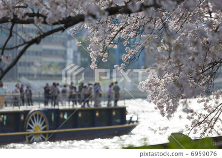 Cherry blossoms of Okawa and sightseeing ship Sunflower 6959076