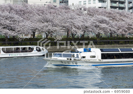 Cherry blossoms of Okawa and tourist boats 6959080