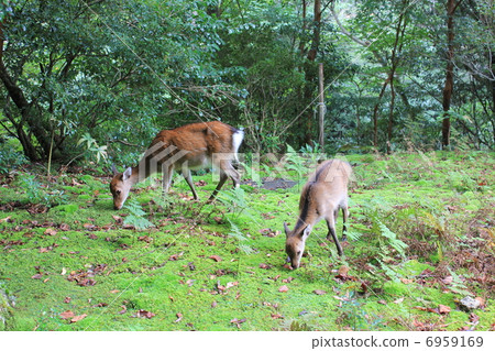 屋久島的親子鹿（在Shiratani雲庇護所） 6959169