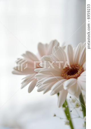 Gerbera 6959233