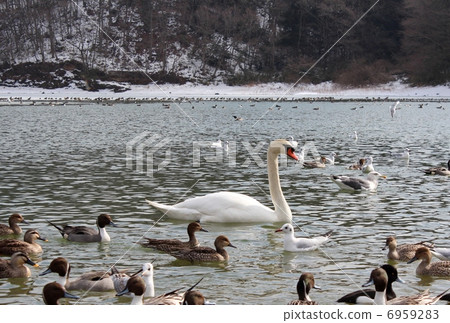 天鵝 6959283