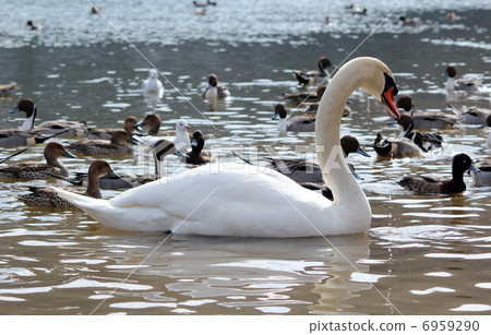 Swan Swan 6959290