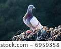 A pigeon that I met on both Cliff Mountains 6959358