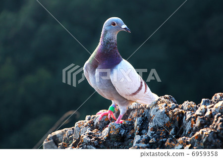 A pigeon that I met on both Cliff Mountains 6959358