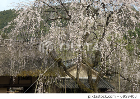 Nike sakura imperial pome tree cherry-blossoms Nike sakura imperial pome tree cherry-blossoms 6959403