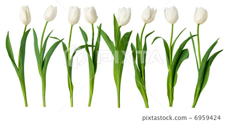 white tulips 6959424